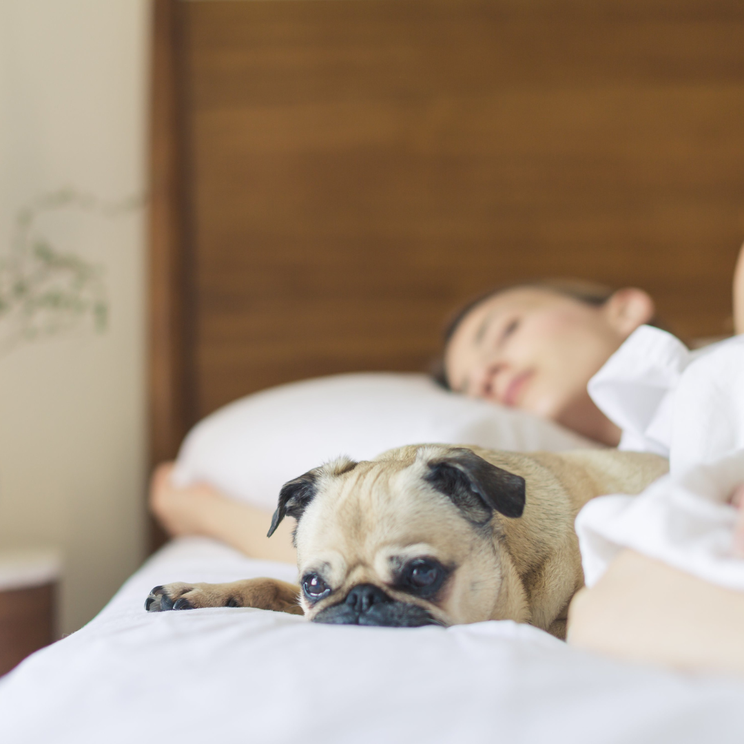 Frau und Hund schlafen im Bett