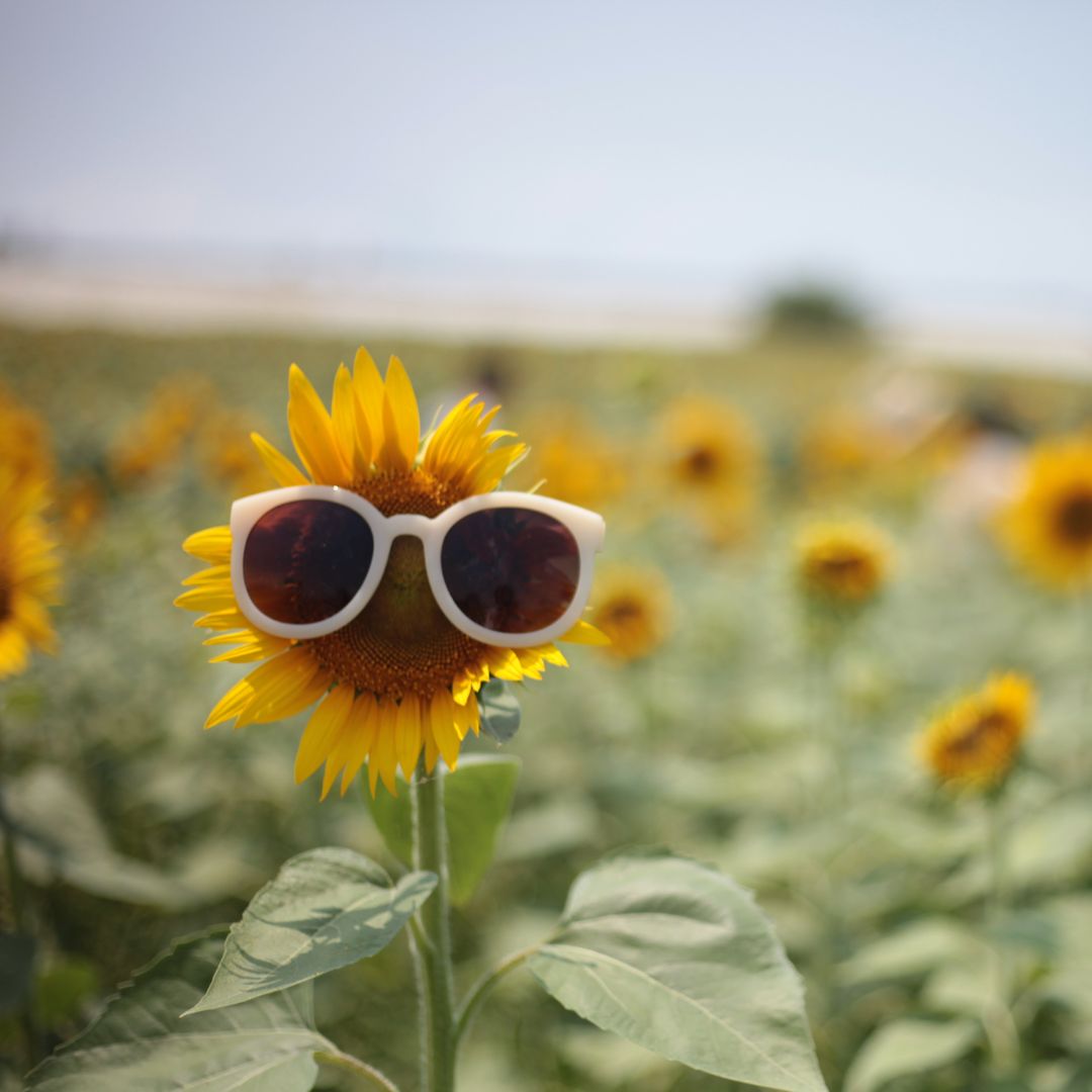 Sonnenblume mit Sonnenbrille