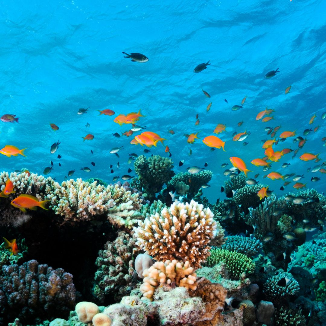 Korallen Meer HOLY PIT Sonnenschutz korallenfreundlich